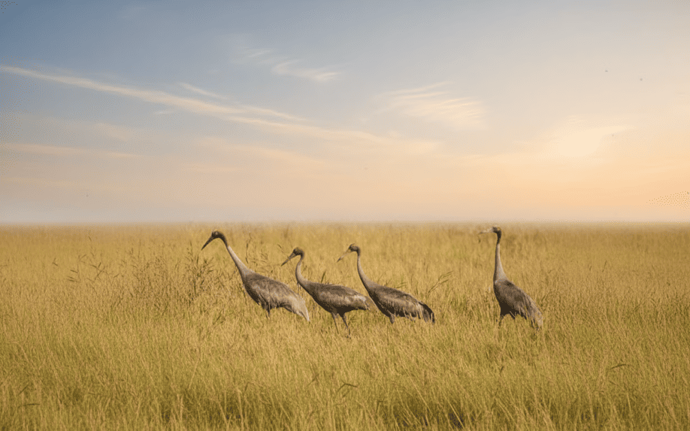 Vườn Quốc gia Tràm Chim là nơi trú ngụ của nhiều loài quý hiếm, đặc biệt là sếu đầu đỏ
